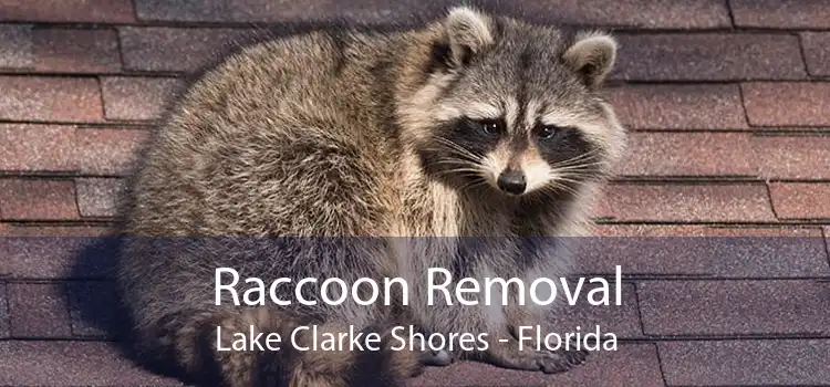 Raccoon Removal Lake Clarke Shores - Florida