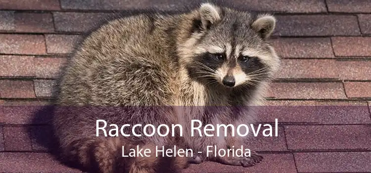 Raccoon Removal Lake Helen - Florida