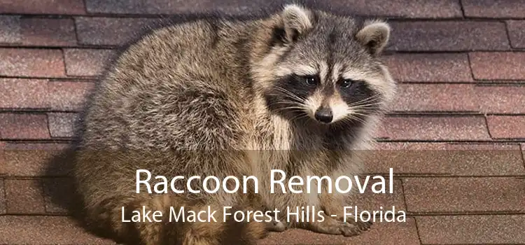 Raccoon Removal Lake Mack Forest Hills - Florida