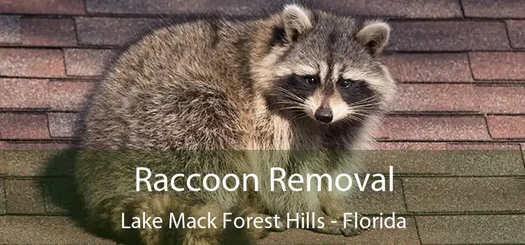 Raccoon Removal Lake Mack Forest Hills - Florida