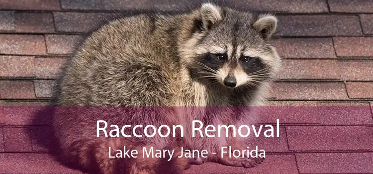 Raccoon Removal Lake Mary Jane - Florida