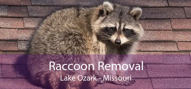 Raccoon Removal Lake Ozark - Missouri