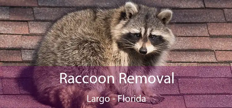 Raccoon Removal Largo - Florida