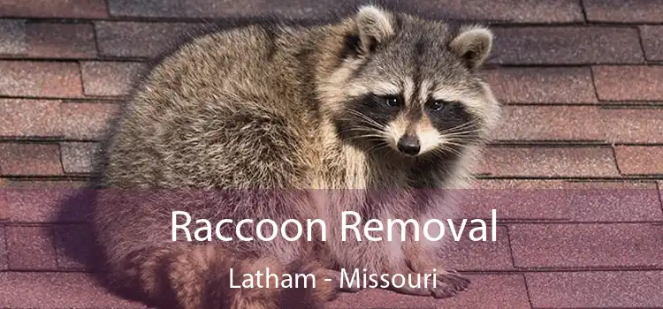 Raccoon Removal Latham - Missouri