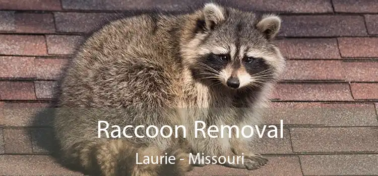 Raccoon Removal Laurie - Missouri