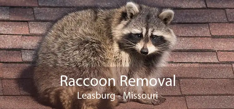 Raccoon Removal Leasburg - Missouri