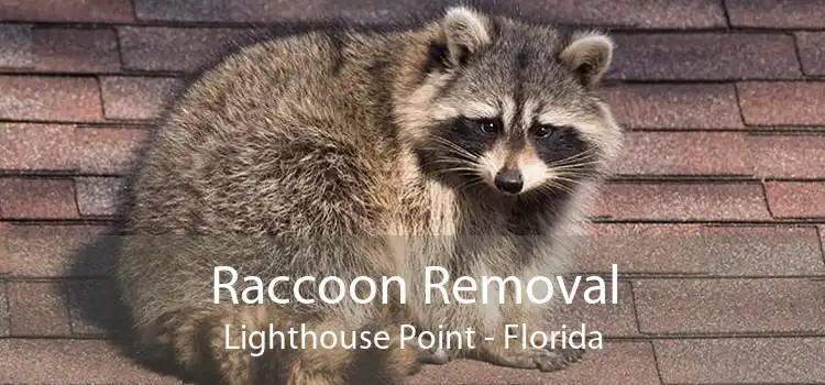 Raccoon Removal Lighthouse Point - Florida