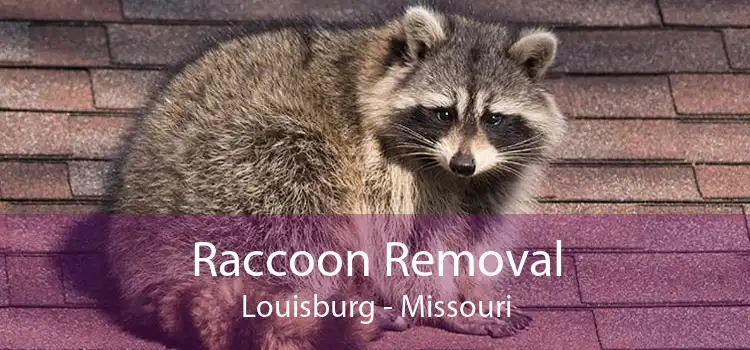 Raccoon Removal Louisburg - Missouri