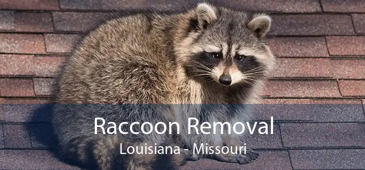 Raccoon Removal Louisiana - Missouri