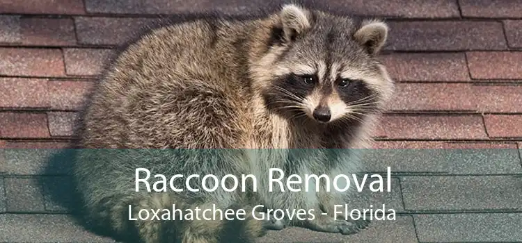 Raccoon Removal Loxahatchee Groves - Florida