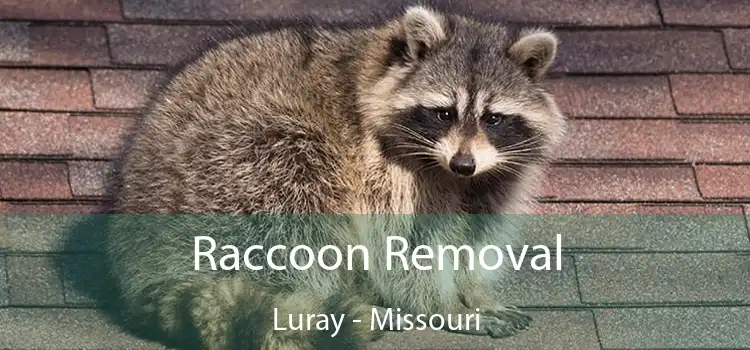 Raccoon Removal Luray - Missouri