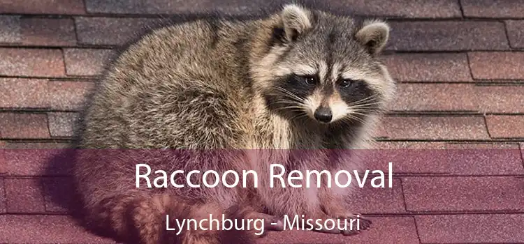 Raccoon Removal Lynchburg - Missouri