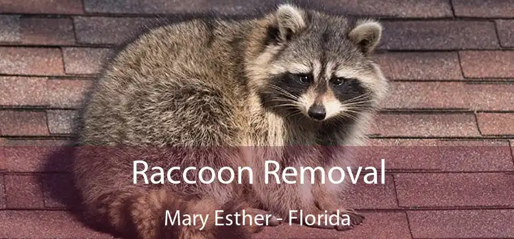 Raccoon Removal Mary Esther - Florida