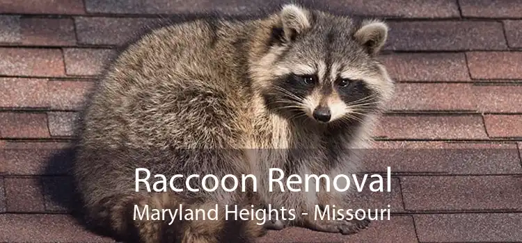 Raccoon Removal Maryland Heights - Missouri