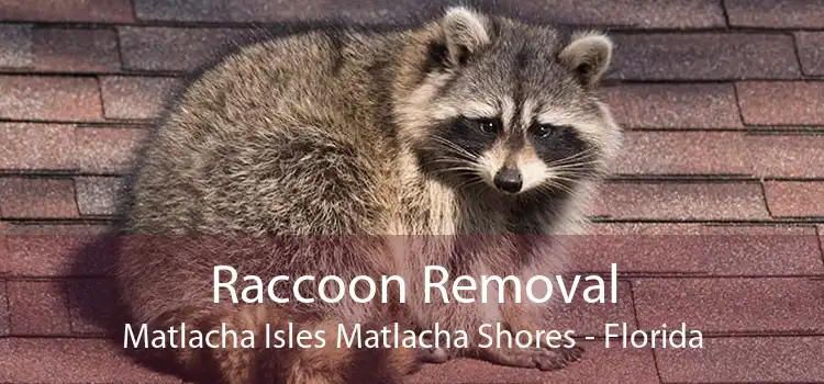 Raccoon Removal Matlacha Isles Matlacha Shores - Florida