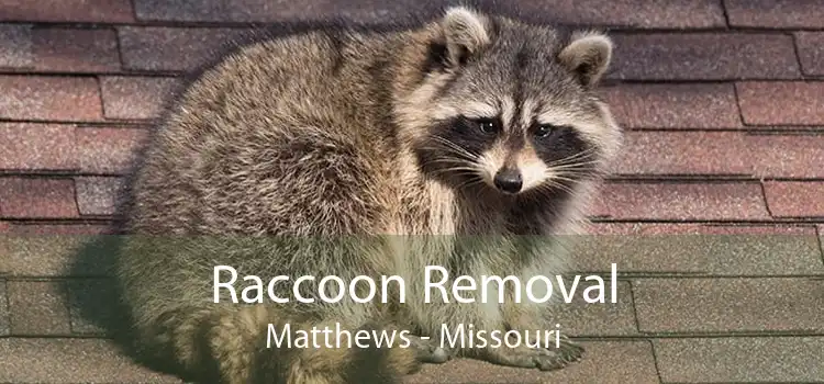 Raccoon Removal Matthews - Missouri