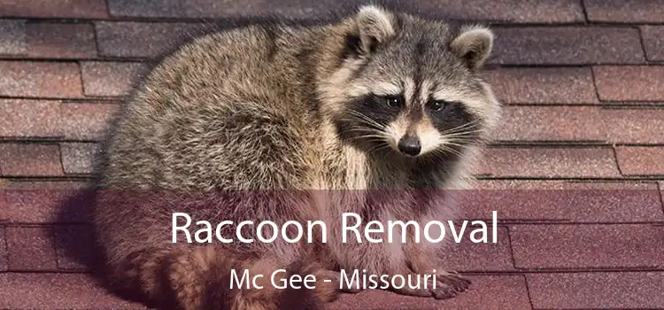 Raccoon Removal Mc Gee - Missouri