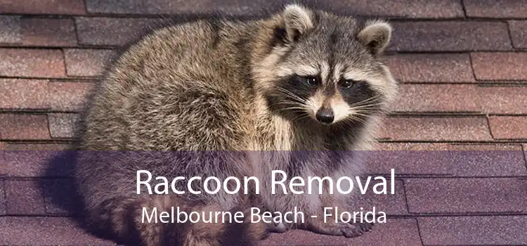 Raccoon Removal Melbourne Beach - Florida