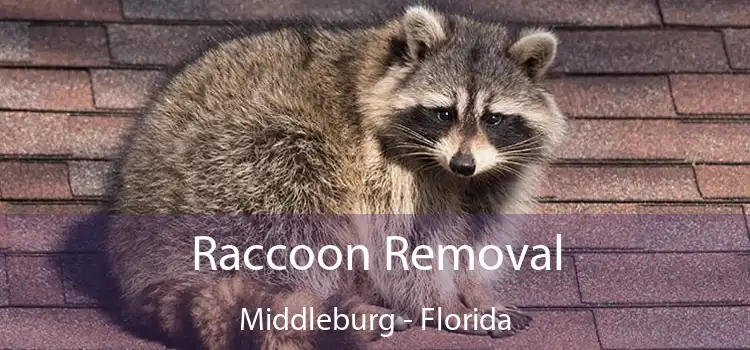 Raccoon Removal Middleburg - Florida