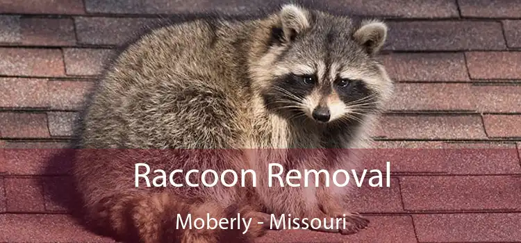 Raccoon Removal Moberly - Missouri