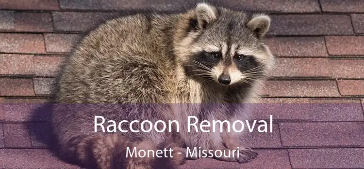 Raccoon Removal Monett - Missouri