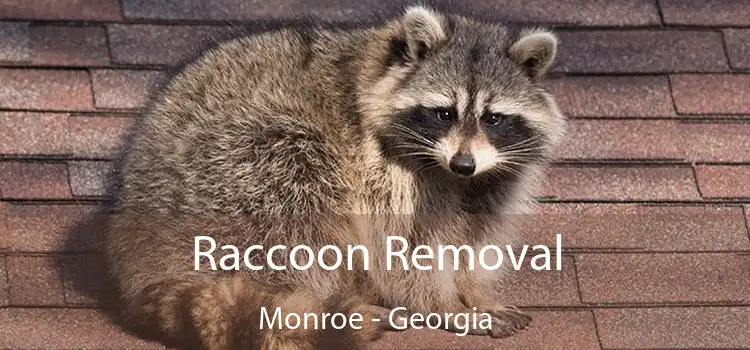 Raccoon Removal Monroe - Georgia