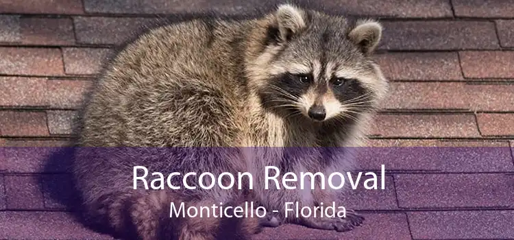 Raccoon Removal Monticello - Florida