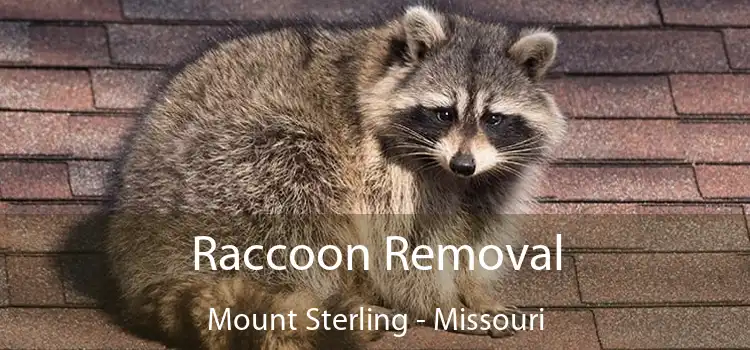 Raccoon Removal Mount Sterling - Missouri