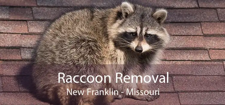 Raccoon Removal New Franklin - Missouri