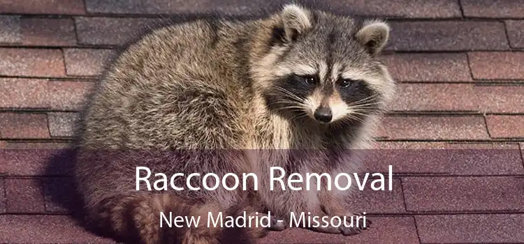 Raccoon Removal New Madrid - Missouri