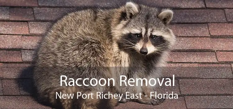 Raccoon Removal New Port Richey East - Florida