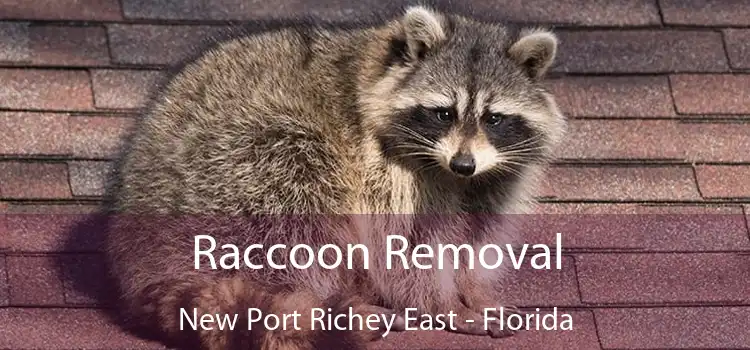 Raccoon Removal New Port Richey East - Florida