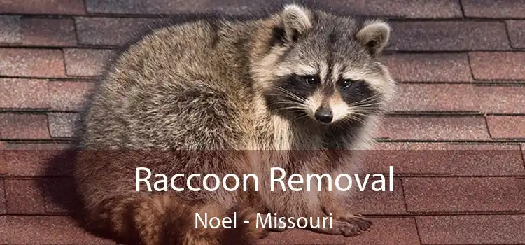 Raccoon Removal Noel - Missouri