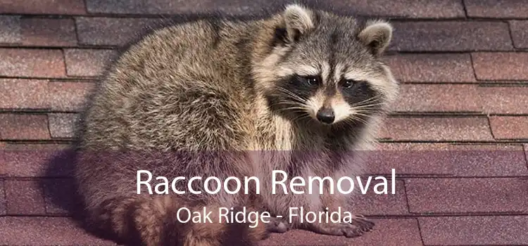 Raccoon Removal Oak Ridge - Florida