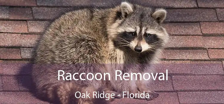 Raccoon Removal Oak Ridge - Florida