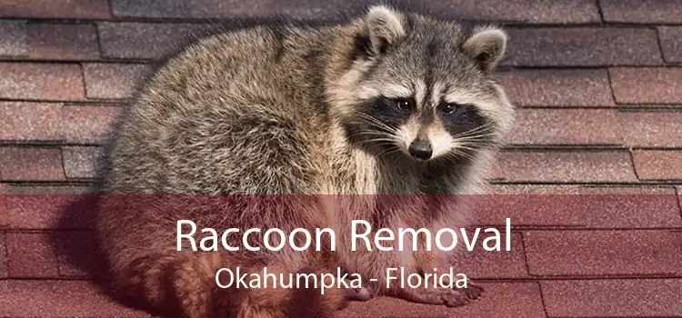 Raccoon Removal Okahumpka - Florida