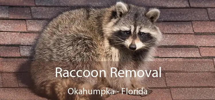 Raccoon Removal Okahumpka - Florida