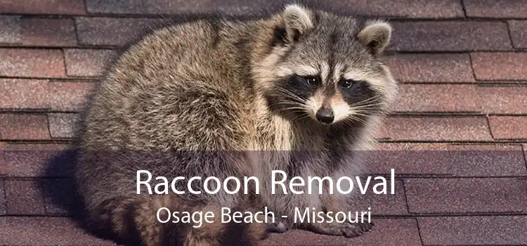 Raccoon Removal Osage Beach - Missouri