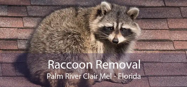 Raccoon Removal Palm River Clair Mel - Florida