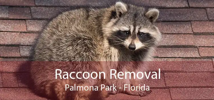 Raccoon Removal Palmona Park - Florida