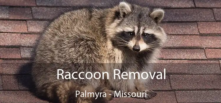 Raccoon Removal Palmyra - Missouri