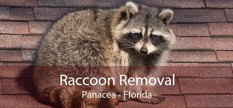 Raccoon Removal Panacea - Florida