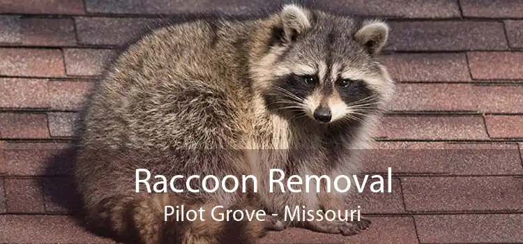 Raccoon Removal Pilot Grove - Missouri