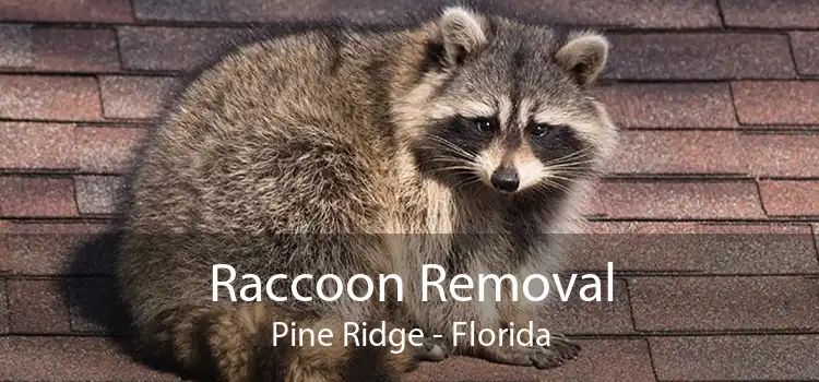 Raccoon Removal Pine Ridge - Florida