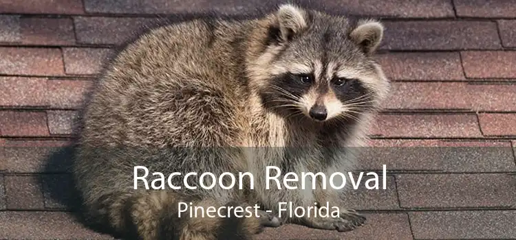 Raccoon Removal Pinecrest - Florida