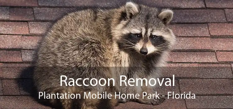 Raccoon Removal Plantation Mobile Home Park - Florida