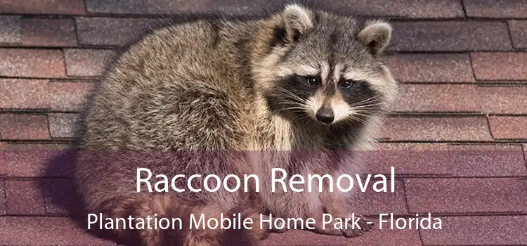 Raccoon Removal Plantation Mobile Home Park - Florida