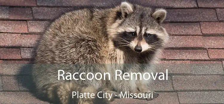 Raccoon Removal Platte City - Missouri