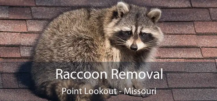 Raccoon Removal Point Lookout - Missouri