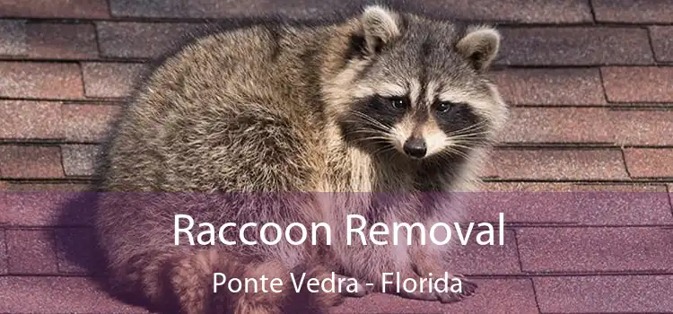 Raccoon Removal Ponte Vedra - Florida